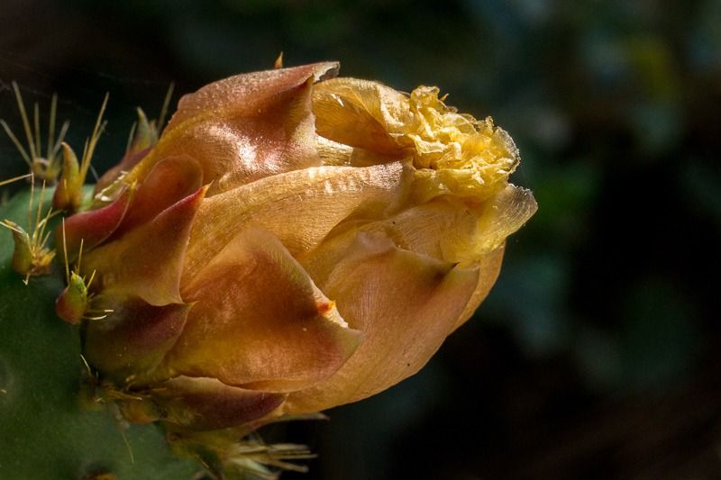 AMP DSC09077 2 AMP DSC09077 2