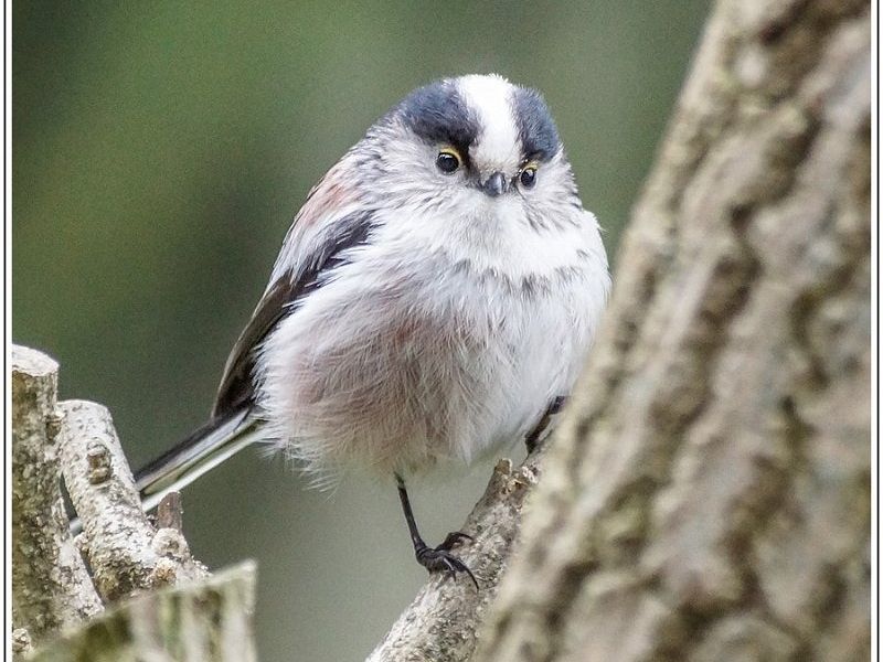 AMP DSC09341 AMP DSC09341