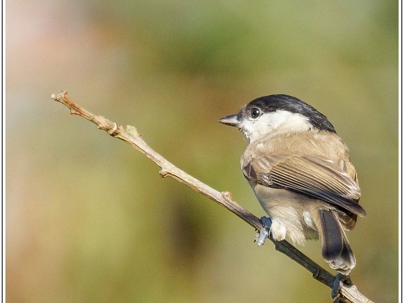 AMP DSC09700 AMP DSC09700