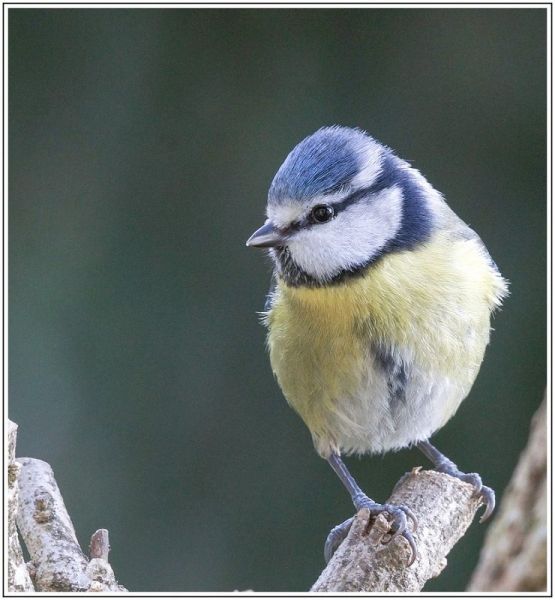 AMP DSC09816 AMP DSC09816