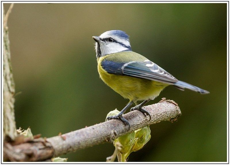 AMP DSCJB007 AMP DSCJB007