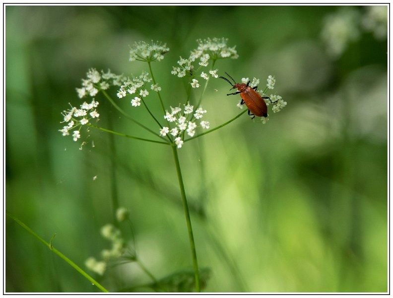 CJ   101 sur 12   1  border CJ   101 sur 12   1  border