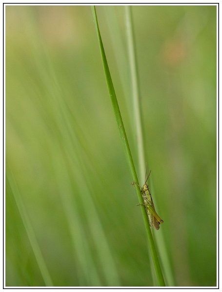 CJ   101 sur 12   10  border CJ   101 sur 12   10  border