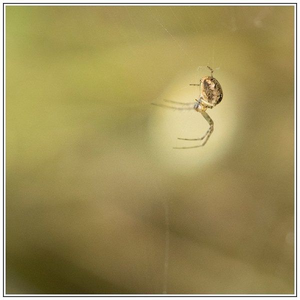 CJ   101 sur 12   11  border CJ   101 sur 12   11  border