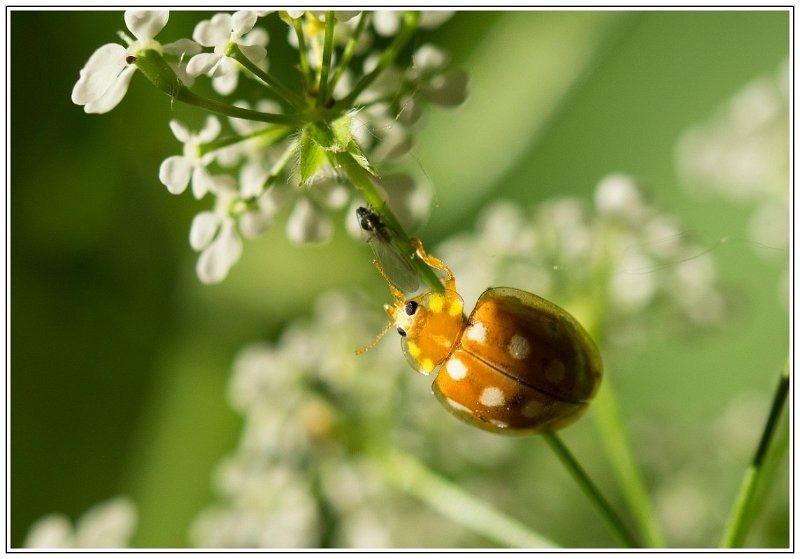 CJ   101 sur 12   12  border CJ   101 sur 12   12  border