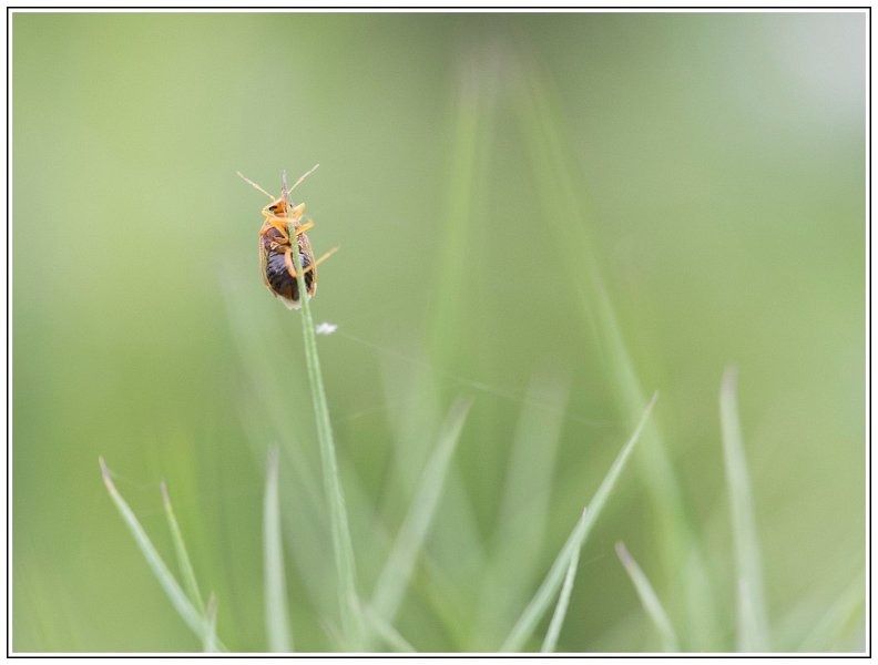 CJ   101 sur 12   2  border CJ   101 sur 12   2  border