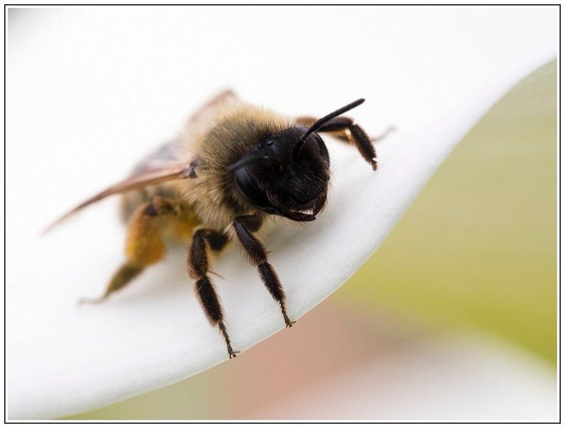 CJ   101 sur 12   3  border CJ   101 sur 12   3  border