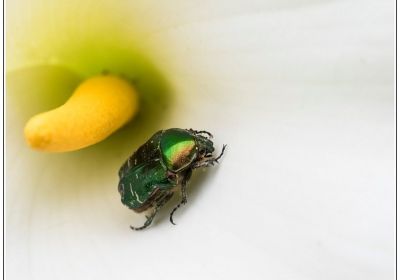 Les petites betes du jardin