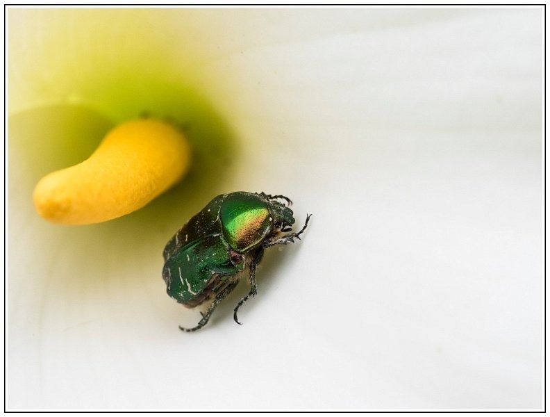 CJ   101 sur 12   4  border CJ   101 sur 12   4  border