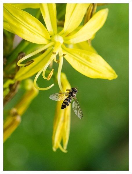 CJ   101 sur 12   5  border CJ   101 sur 12   5  border