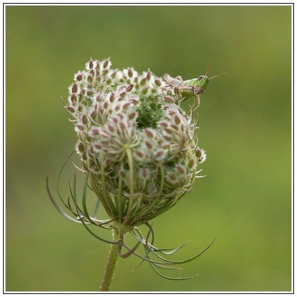 CJ   101 sur 12   6  border CJ   101 sur 12   6  border