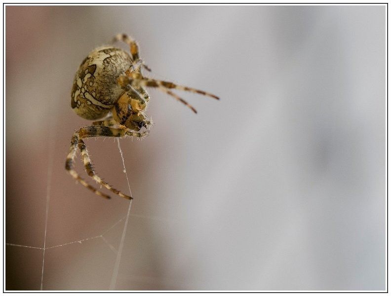 CJ   101 sur 12   7  border CJ   101 sur 12   7  border