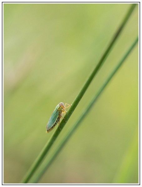 CJ   101 sur 12   8  border CJ   101 sur 12   8  border