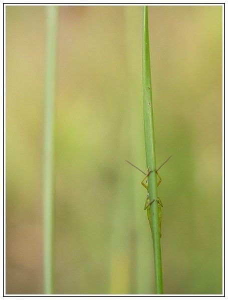 CJ   101 sur 12   9  border CJ   101 sur 12   9  border