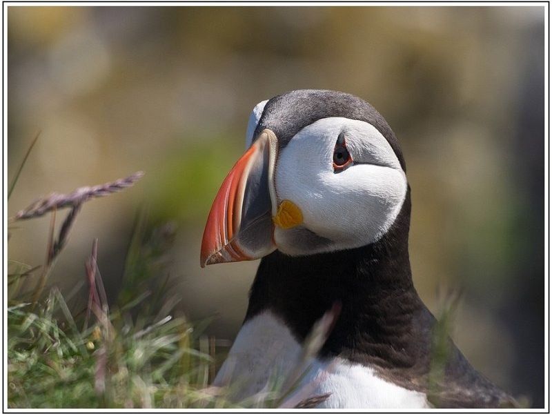 CJ  7100262 CJ  7100262