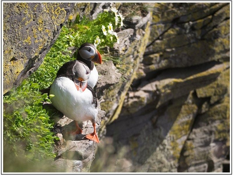 CJ  7100290 CJ  7100290