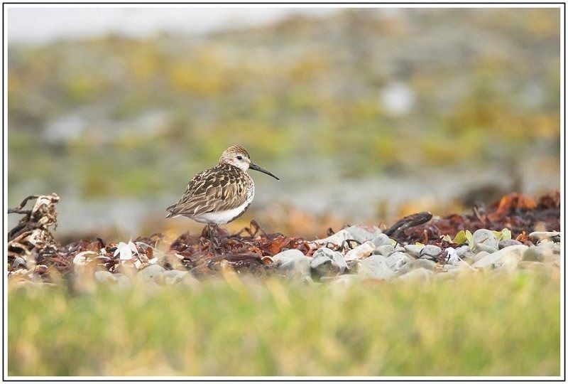 CJ  7120550 CJ  7120550