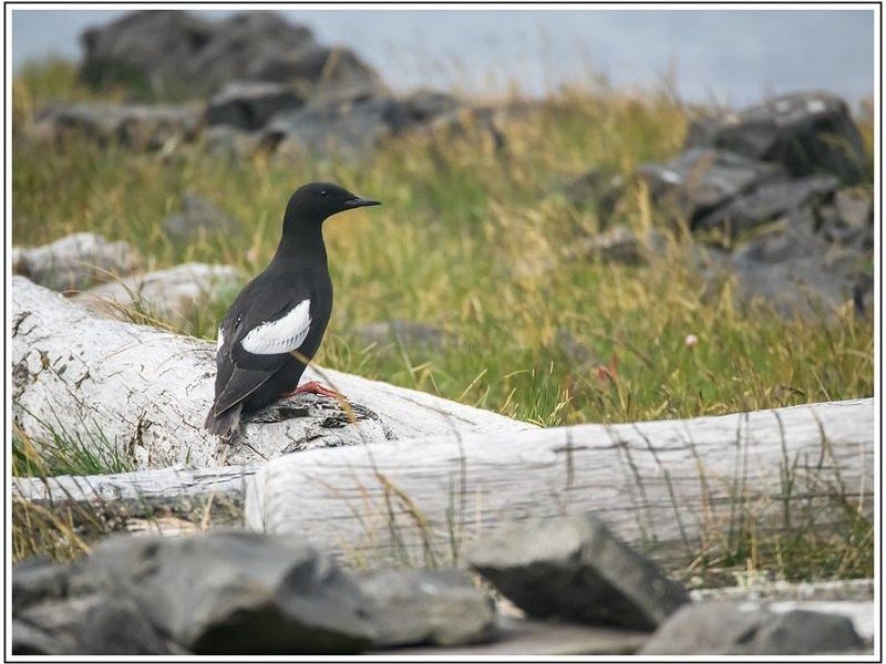 CJ  7120594 CJ  7120594