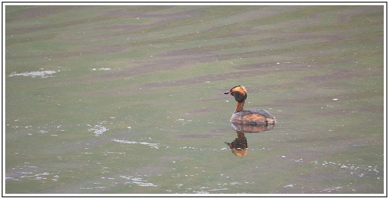 CJ  7130632 CJ  7130632