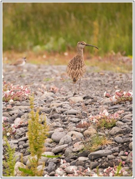 CJ  7130745 CJ  7130745