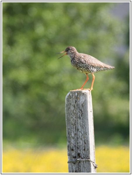 CJ  7170652 CJ  7170652