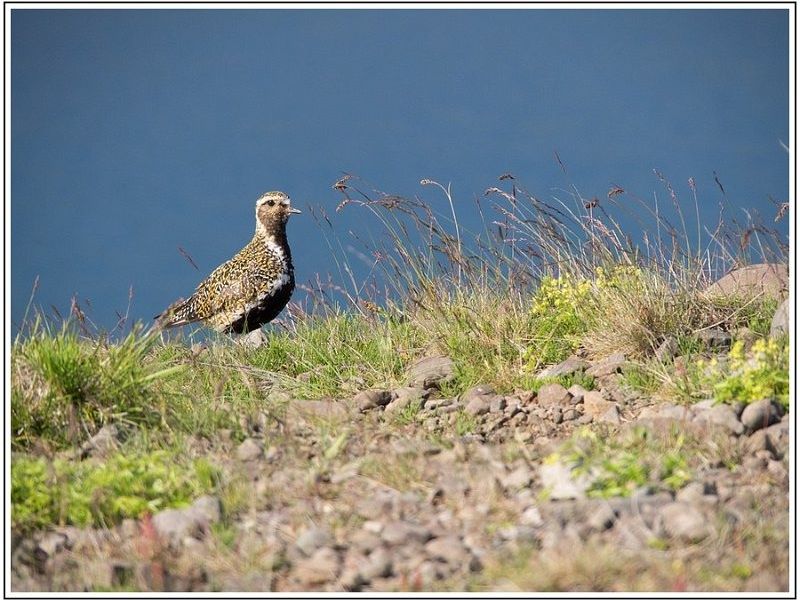 CJ  7170675 CJ  7170675