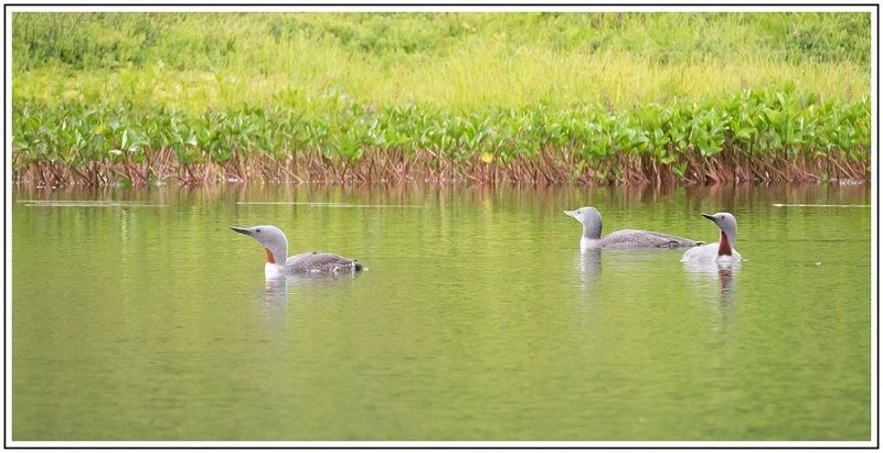 CJ  7211429 CJ  7211429