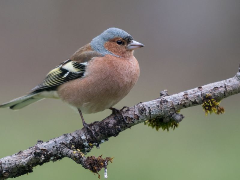 DSC0211 NEF DxO DeepPRIME  DSC0211 NEF DxO DeepPRIME