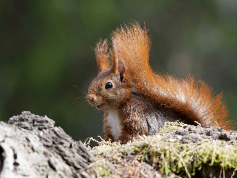 DSC1931 NEF DxO DeepPRIME  DSC1931 NEF DxO DeepPRIME