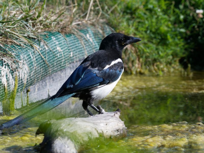 DSC2484 NEF DxO DeepPRIME  DSC2484 NEF DxO DeepPRIME