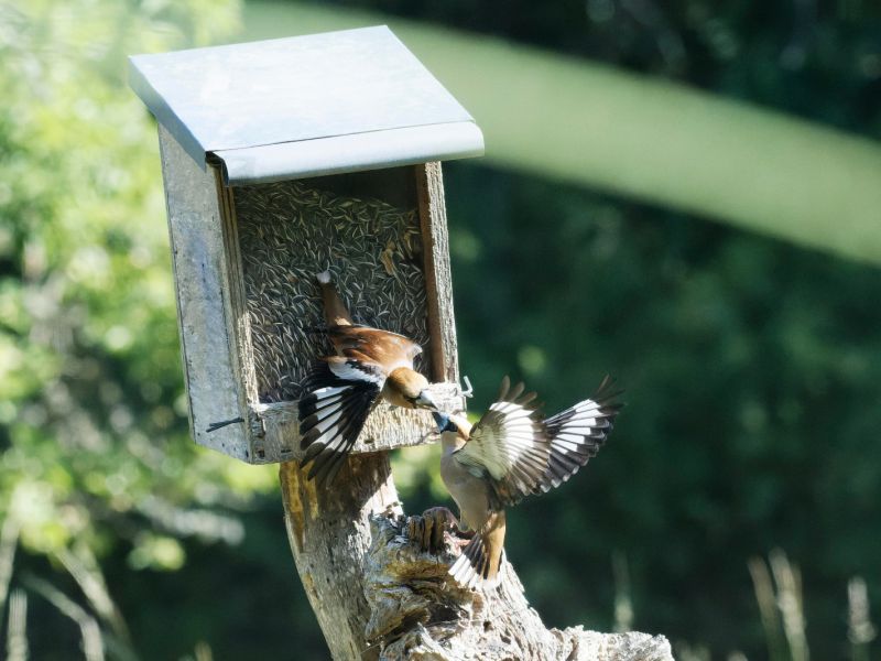 DSC2488 NEF DxO DeepPRIME  DSC2488 NEF DxO DeepPRIME