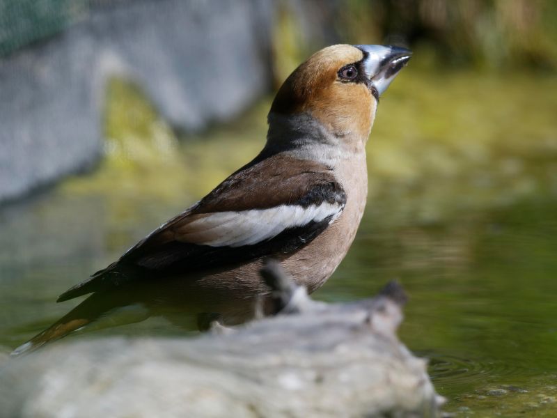 DSC2501 NEF DxO DeepPRIME  DSC2501 NEF DxO DeepPRIME