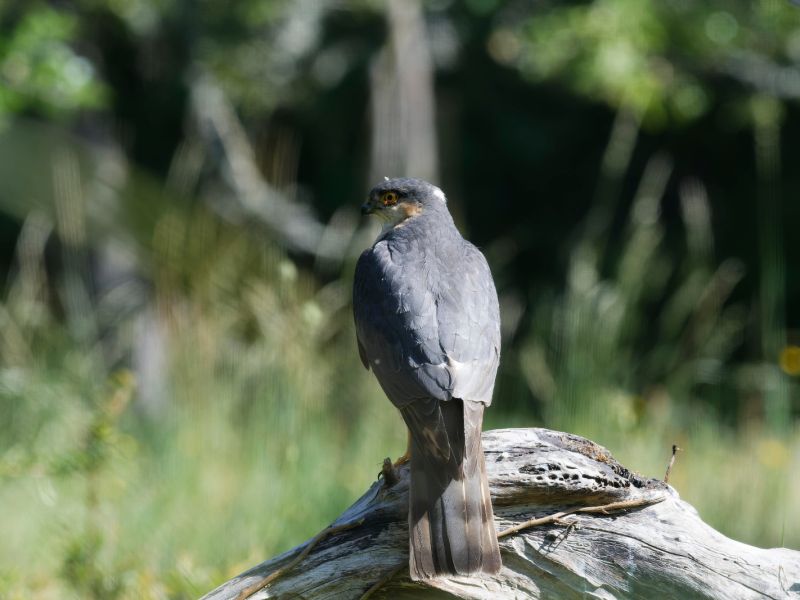 DSC2508 NEF DxO DeepPRIME  DSC2508 NEF DxO DeepPRIME