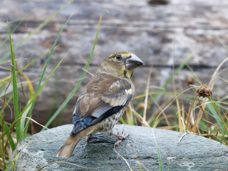 DSC2525 NEF DxO DeepPRIME  DSC2525 NEF DxO DeepPRIME