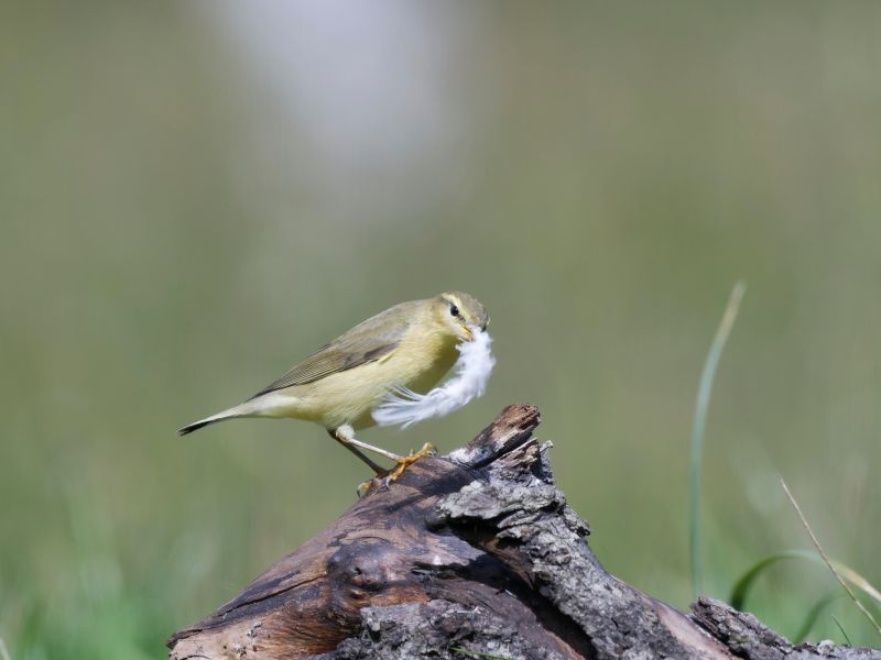 DSC2632 NEF DxO DeepPRIME  DSC2632 NEF DxO DeepPRIME