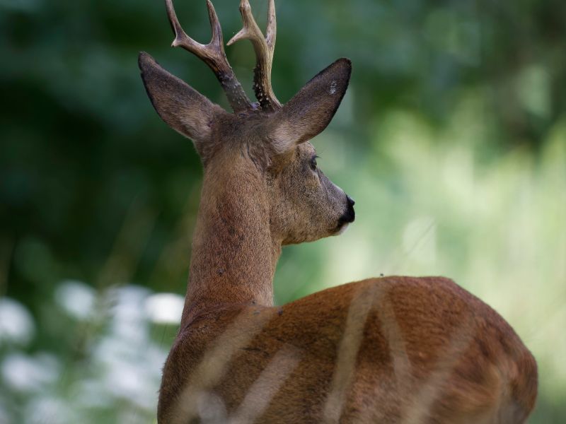 DSC2636 NEF DxO DeepPRIME  DSC2636 NEF DxO DeepPRIME