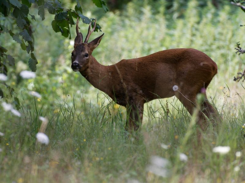 DSC2667 NEF DxO DeepPRIME  DSC2667 NEF DxO DeepPRIME