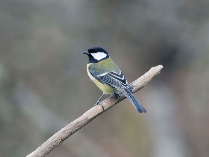 DSC3521 NEF DxO DeepPRIME  DSC3521 NEF DxO DeepPRIME