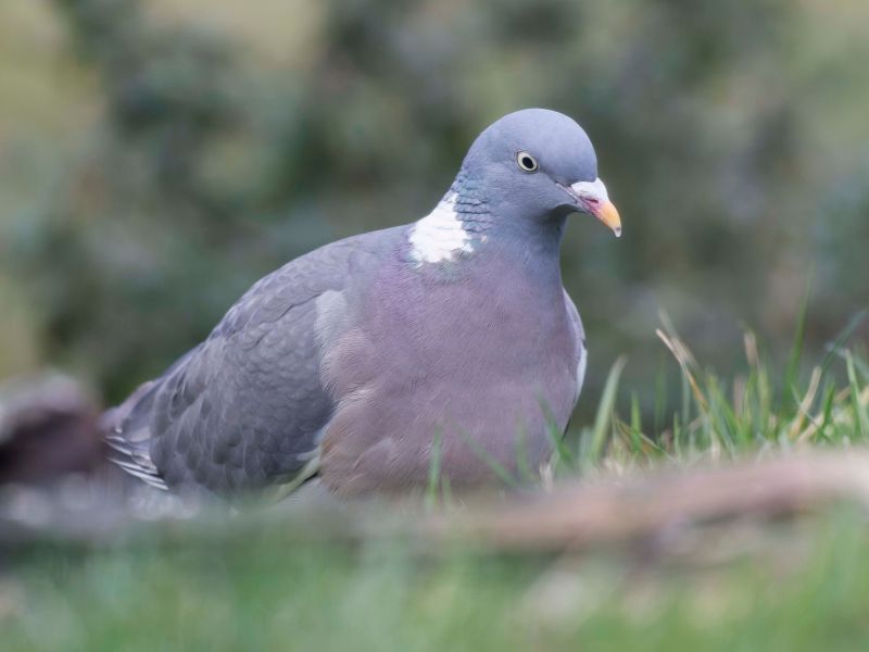 DSC3545 NEF DxO DeepPRIME  DSC3545 NEF DxO DeepPRIME