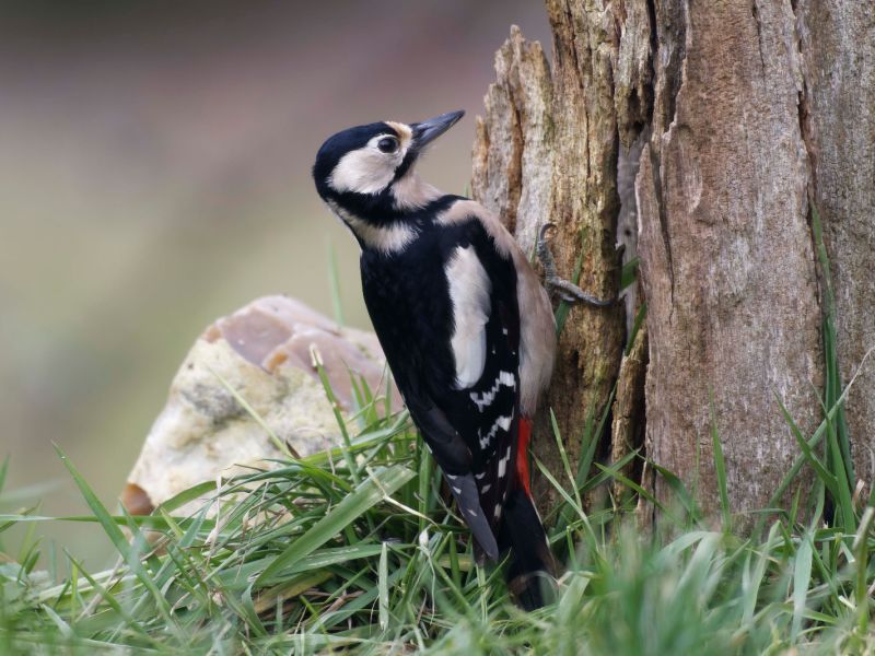 DSC3546 NEF DxO DeepPRIME  DSC3546 NEF DxO DeepPRIME