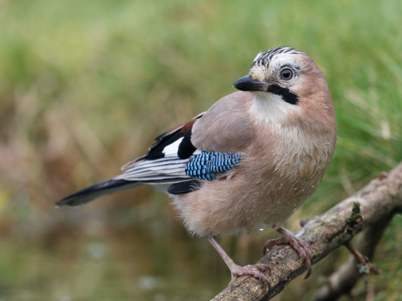 DSC3552 NEF DxO DeepPRIME  DSC3552 NEF DxO DeepPRIME