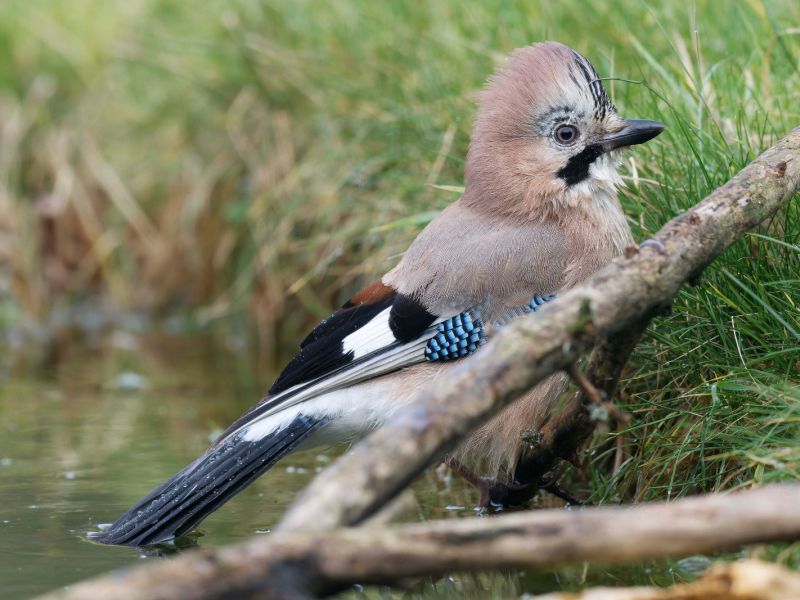 DSC3556 NEF DxO DeepPRIME  DSC3556 NEF DxO DeepPRIME