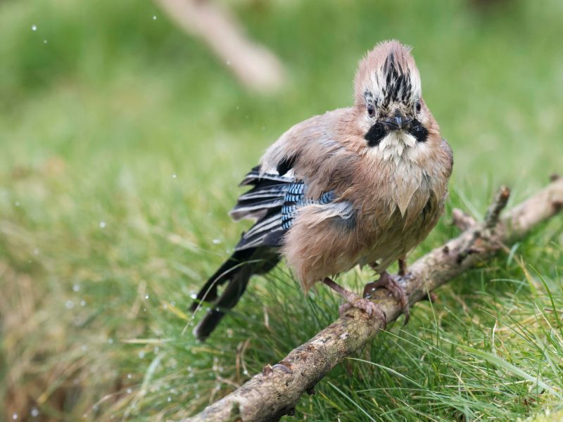 DSC3559 NEF DxO DeepPRIME  DSC3559 NEF DxO DeepPRIME