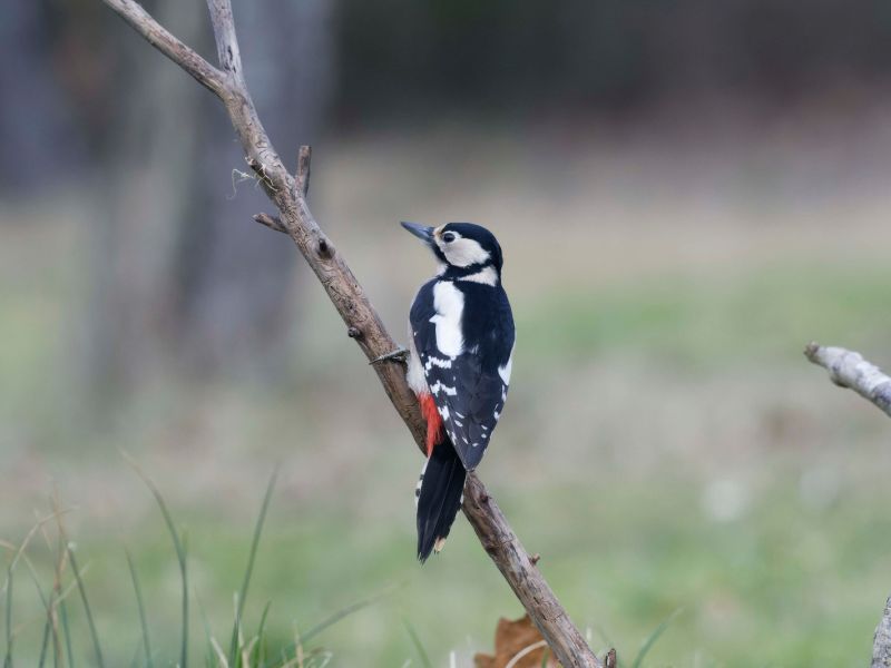 DSC3560 NEF DxO DeepPRIME  DSC3560 NEF DxO DeepPRIME