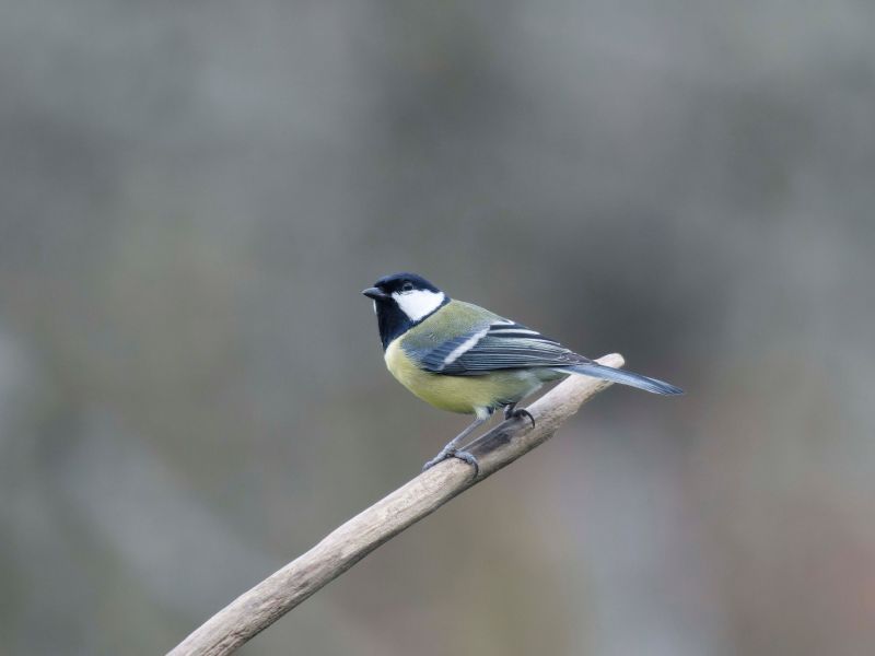 DSC3571 NEF DxO DeepPRIME  DSC3571 NEF DxO DeepPRIME