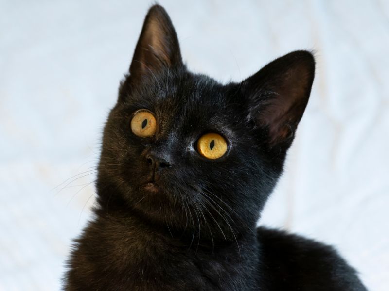 SL DSC3368 NEF DNG DxO DeepPRIME Modifier SL DSC3368 NEF DNG DxO DeepPRIME Modifier