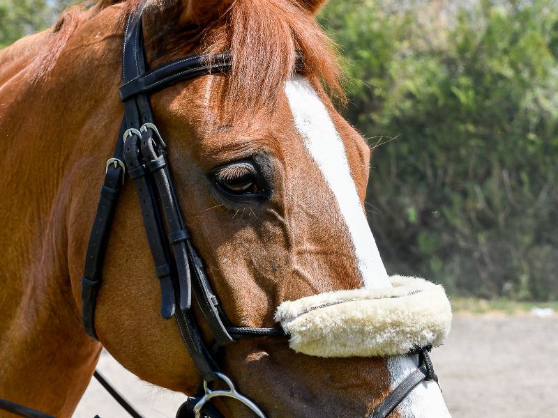 SL PhG DSC0696 SL PhG DSC0696