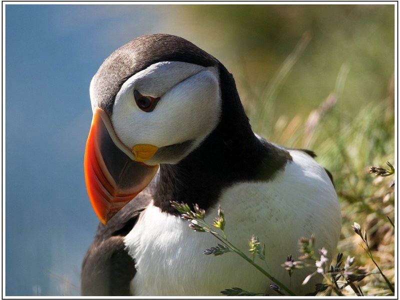 CJ  7100268 CJ  7100268