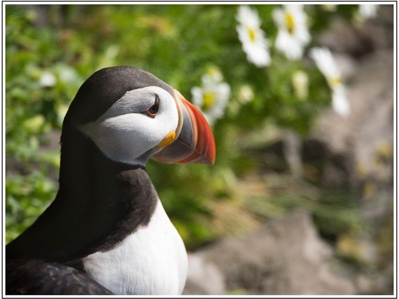 CJ  7100287 CJ  7100287