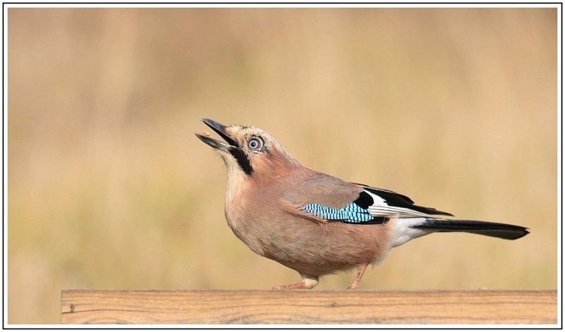 GN GIMG 1550 2 GN GIMG 1550 2